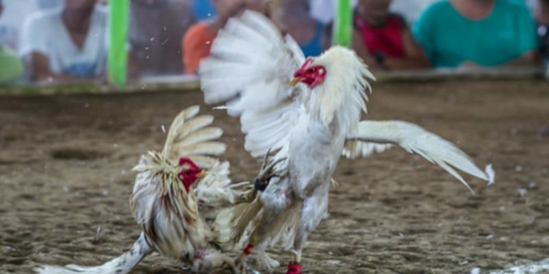 Trường gà Campuchia