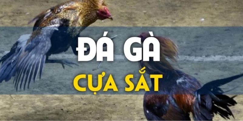 Giới thiệu về đá gà cựa sắt