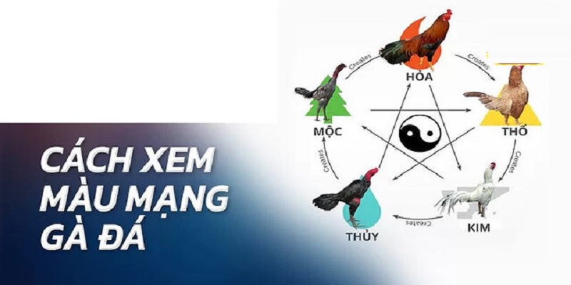 Khám phá thông tin sơ bộ về màu mạng đá gà